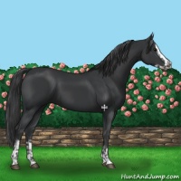 Horse Color:Black  and Black Splash 