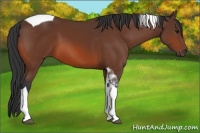 Horse Color:Bay Tobiano 