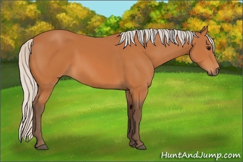 Horse Color:Silver Bay 