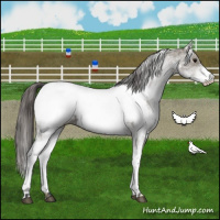 Horse Color:White Spotted Grullo Appaloosa Rabicano  and White Spotted Grullo Appaloosa Rabicano 