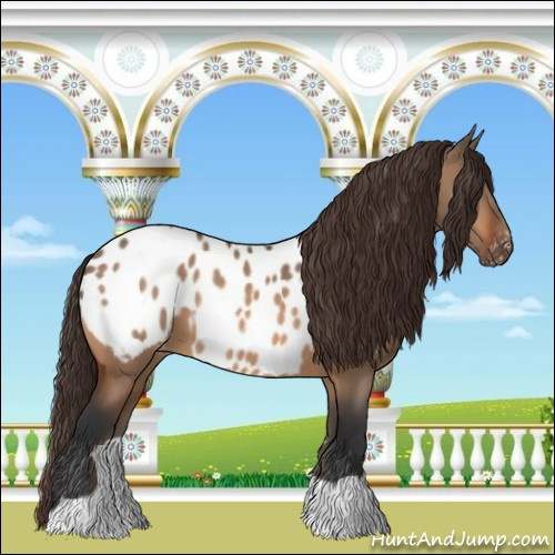 Horse Color:Bay Dun Appaloosa 