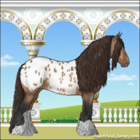 Horse Color:Bay Dun Appaloosa 
