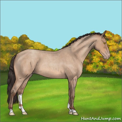 Horse Color:Amber Champagne Roan 