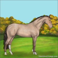 Horse Color:Amber Champagne Roan