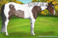 Horse Color:Brown Tobiano Appaloosa Rabicano 