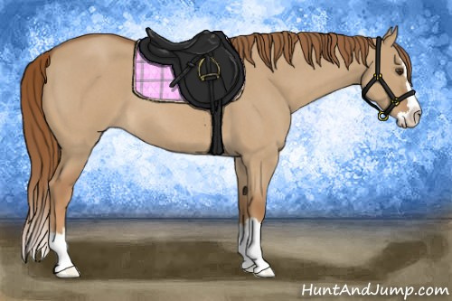 Horse Color:Red Dun Roan Splash 