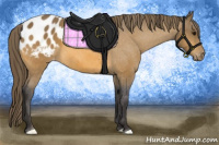 Horse Color:Buckskin Appaloosa 