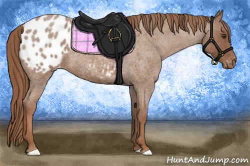 Horse Color:Red Roan Appaloosa 