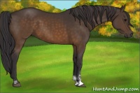 Horse Color:Buckskin Sabino