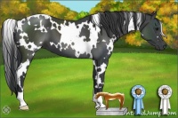 Horse Color:White Spotted Black 