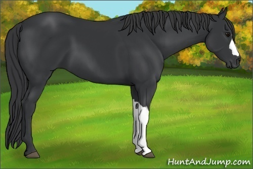 Horse Color:Black 