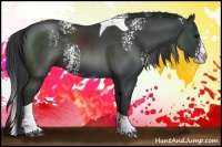 Horse Color:White Spotted Black Splash Tobiano 