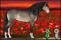 Horse Color:Gray Brown Dun Brindle 