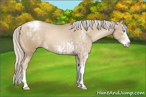 Horse Color:Chocolate Palomino Pearl Sabino Appaloosa Rabicano  and Chocolate Palomino Pearl Sabino Splash Appaloosa Rabicano 