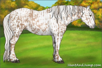 Horse Color:Liver Chestnut Pearl Sabino Appaloosa Rabicano  and Gray Chocolate Palomino Pearl Sabino Appaloosa Rabicano 