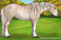 Horse Color:Liver Chestnut Pearl Sabino Varnish Rabicano and Chocolate Palomino Pearl Sabino Varnish Rabicano