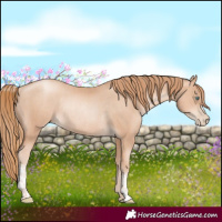 Horse Color:Gold Champagne Pearl Rabicano  and Gold Champagne Pearl Rabicano 