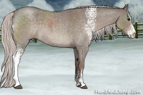 Horse Color:White Spotted Silver Blue Roan Splash 