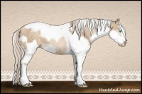 Horse Color:Chocolate Palomino Pearl Sabino Appaloosa Rabicano and Palomino Pearl Sabino Appaloosa Rabicano