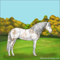 Horse Color:Chocolate Palomino Pearl Sabino Appaloosa Rabicano  and Gray Chocolate Palomino Pearl Sabino Appaloosa Rabicano 