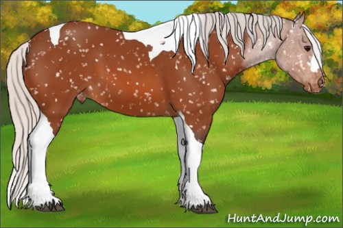 Horse Color:Silver Bay Tobiano Snowflake Varnish 