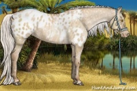Horse Color:Silver Grullo Pearl Appaloosa 