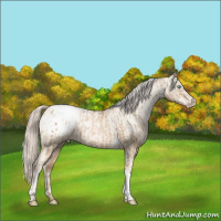 Horse Color:Chocolate Palomino Pearl Snowcap Rabicano and Chocolate Palomino Pearl Snowcap Rabicano
