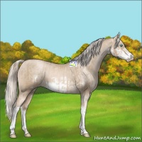 Horse Color:Chocolate Palomino Pearl Sabino Appaloosa Rabicano  and Chocolate Palomino Pearl Sabino Frame Appaloosa Rabicano 