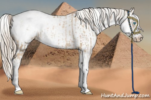Horse Color:Chocolate Palomino Pearl Sabino Appaloosa Rabicano and Chocolate Palomino Pearl Sabino Frame Appaloosa Rabicano