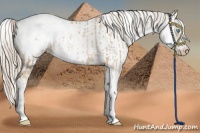 Horse Color:Chocolate Palomino Pearl Sabino Appaloosa Rabicano  and Chocolate Palomino Pearl Sabino Frame Appaloosa Rabicano 