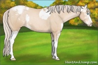Horse Color:Chocolate Palomino Pearl Sabino Appaloosa Rabicano  and Palomino Pearl Sabino Appaloosa Rabicano 