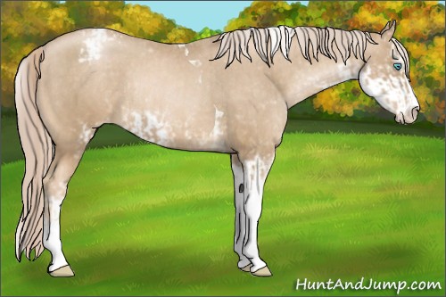 Horse Color:Chocolate Palomino Pearl Sabino Tobiano Appaloosa Rabicano  and Chocolate Palomino Pearl Sabino Appaloosa Rabicano 