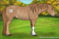 Horse Color:Chestnut Rabicano 