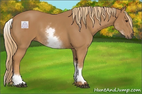Horse Color:White Spotted Chestnut 