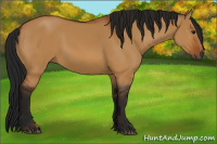 Horse Color:Gray Bay Dun 