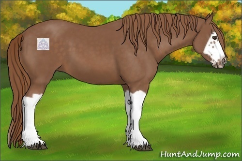 Horse Color:Chestnut Splash Frame