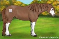 Horse Color:Chestnut Splash Frame