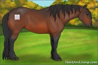 Horse Color:Brown 