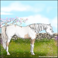 Horse Color:Chocolate Palomino Pearl Sabino Appaloosa Rabicano  and Gray Chocolate Palomino Pearl Sabino Appaloosa Rabicano 