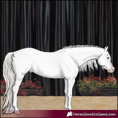 Horse Color:Chocolate Palomino Pearl Sabino Varnish Rabicano  and Chocolate Palomino Pearl Sabino Varnish Rabicano 