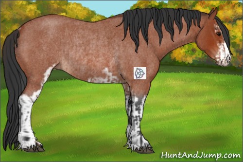 Horse Color:Bay Roan Sabino Rabicano and Brown Roan Sabino Rabicano
