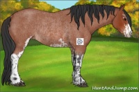 Horse Color:Bay Roan Sabino Rabicano and Brown Roan Sabino Rabicano
