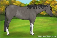 Horse Color:Grullo Rabicano 