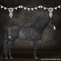 Horse Color:Black Rabicano 