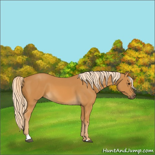 Horse Color:Palomino Sabino 