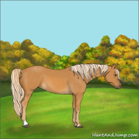 Horse Color:Palomino Sabino 