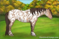 Horse Color:Amber Champagne Appaloosa  and Amber Champagne Appaloosa 