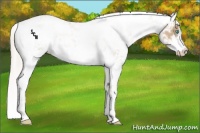 Horse Color:Chocolate Palomino Pearl Sabino Varnish Rabicano  and Cremello Sabino Varnish Rabicano 