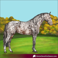 Horse Color:Brown Sabino  and Sable Champagne Sabino Appaloosa 