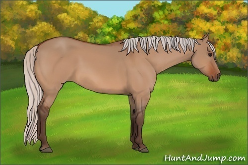 Horse Color:Silver Bay Dun 